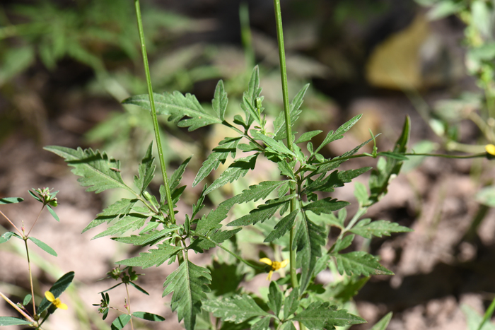 Fewflower Beggarticks has light green leaves, opposite with stems. The leaves are lobed, 1 to 2 variable divisions; ovate or lanceolate to linear. Bidens leptocephala